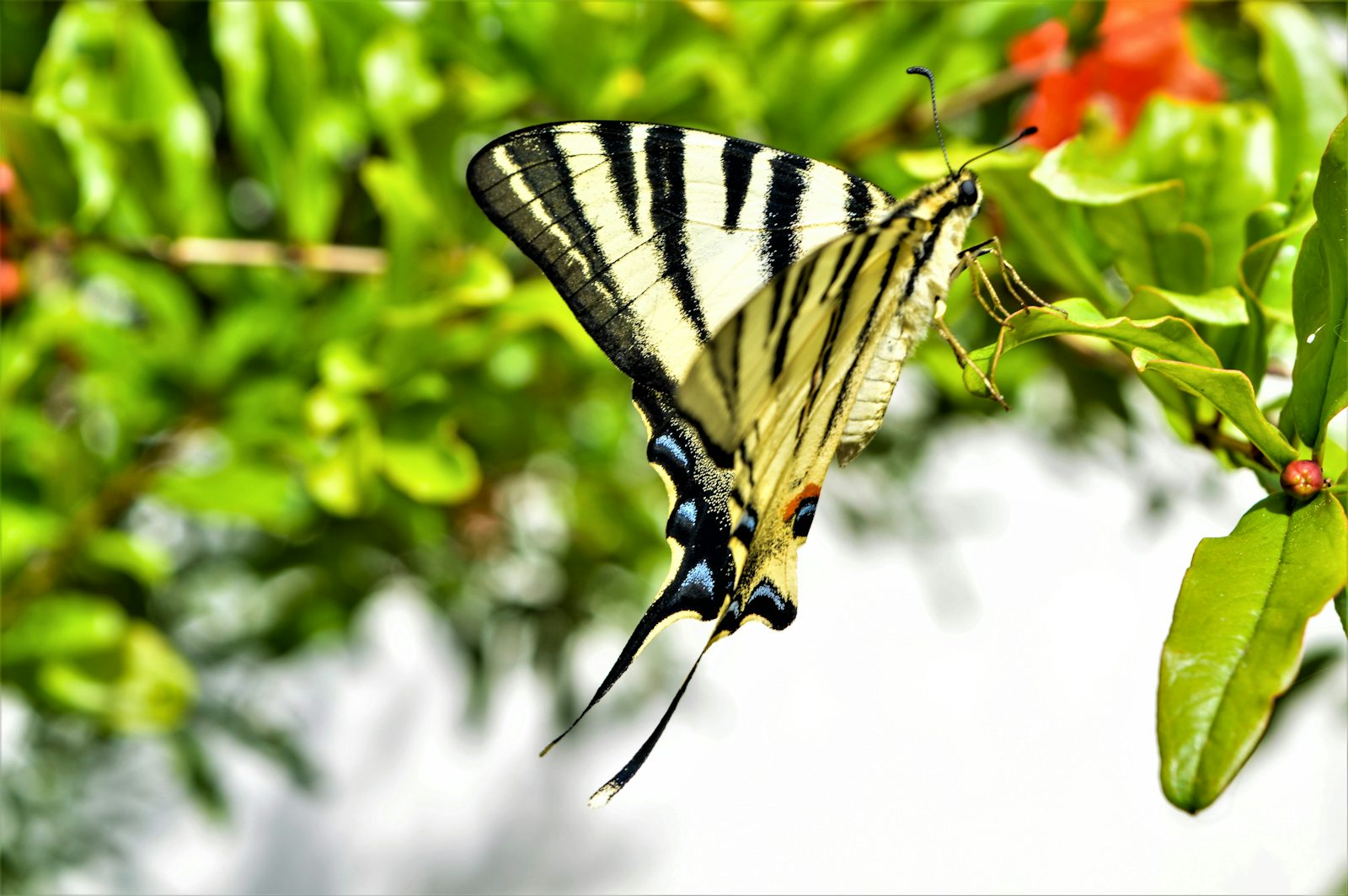 Butterfly dance Foundation